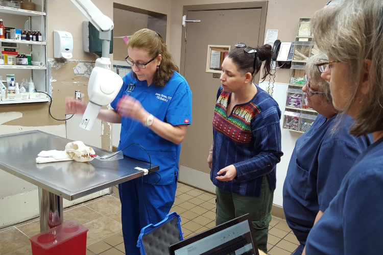 Meet the Woman who Literally Wrote the Book on Small Animal Dentistry